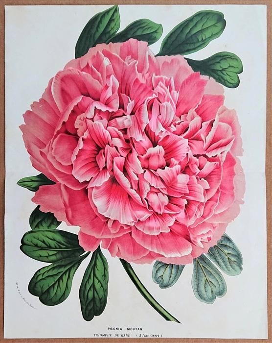 1029⑤チェコビンテージ植物図鑑 ボタンニカルアート 4冊全セット 洋書