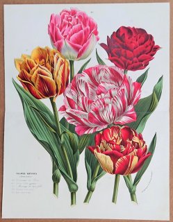 1865年 Van Houtte ヨーロッパの植物 ユリ科 チューリップ属 チューリップ5種 Tulipes Hatives a fleurs doubles