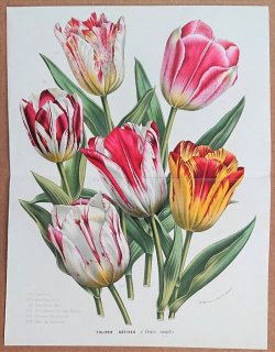 1865年 Van Houtte ヨーロッパの植物 ユリ科 チューリップ属 チューリップ6種 Tulipes Hatives a fleurs simples