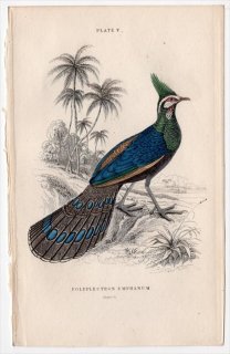 1834年 Jardine Naturalist's Library 鳥類 キジ目 Pl.5 キジ科 コクジャク属 パラワンコクジャク Polyplectron emphanum