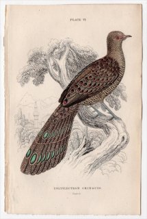 1834年 Jardine Naturalist's Library 鳥類 キジ目 Pl.6 キジ科 コクジャク属 コクジャク Polyplectron chinguis