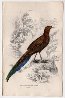 1834ǯ Jardine Naturalist's Library Ļ  Pl.7  㥯° ӥ㥯 Polyplectron chalcurum