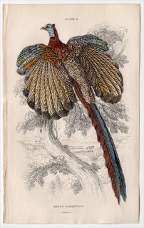 1834年 Jardine Naturalist's Library 鳥類 キジ目 Pl.8 キジ科 セイラン属 セイラン Argus giganteus