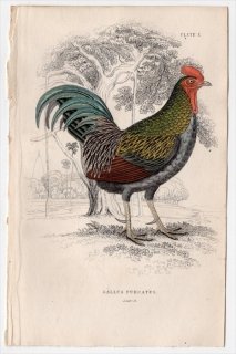 1834年 Jardine Naturalist's Library 鳥類 キジ目 Pl.10 キジ科 ヤケイ属 セキショクヤケイ Gallus furcatus