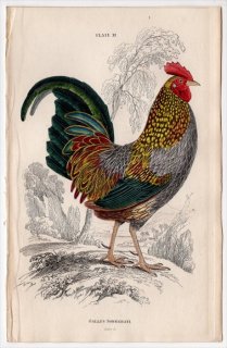 1834年 Jardine Naturalist's Library 鳥類 キジ目 Pl.11 キジ科 ヤケイ属 ハイイロヤケイ Gallus sonnerati 雄