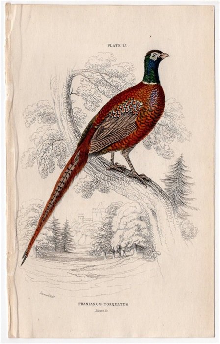 1834年 Jardine Naturalist's Library 鳥類 キジ目 Pl.13 キジ科 キジ属 コウライキジ Phasianus  torquatus - アンティークプリント ボタニカルアート 博物画の通販サイト Spirito di Artigiano