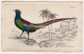 1834ǯ Jardine Naturalist's Library Ļ  Pl.14  °  Phasianus versicolor ͺ