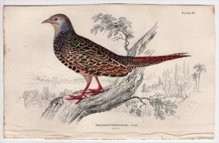 1834年 Jardine Naturalist's Library 鳥類 キジ目 Pl.15 キジ科 キジ属 キジ Phasianus versicolor 雌