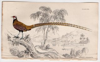 1834年 Jardine Naturalist's Library 鳥類 キジ目 Pl.16 キジ科 ヤマドリ属 オナガキジ Phasianus veneratus