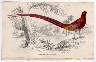 1834年 Jardine Naturalist's Library 鳥類 キジ目 Pl.17 キジ科 ヤマドリ属 ヤマドリ Phasianus soemmerringii