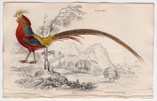 1834年 Jardine Naturalist's Library 鳥類 キジ目 Pl.18 キジ科 キンケイ属 キンケイ Phasianus pictus