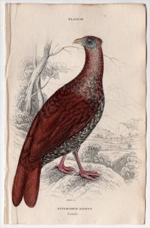 1834年 Jardine Naturalist's Library 鳥類 キジ目 Pl.20 キジ科 コシアカキジ属 コシアカキジ Euplocomus ignitus 雌