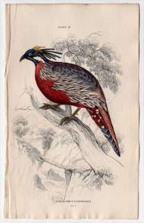 1834年 Jardine Naturalist's Library 鳥類 キジ目 Pl.21 キジ科 ミノキジ属 ミノキジ Euplocomus purchrasia