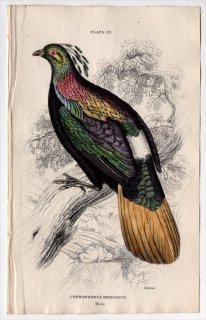 1834年 Jardine Naturalist's Library 鳥類 キジ目 Pl.22 キジ科 ニジキジ属 ニジキジ Lophophorus impeyanus 雄