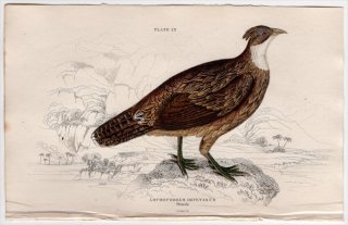 1834年 Jardine Naturalist's Library 鳥類 キジ目 Pl.23 キジ科 ニジキジ属 ニジキジ Lophophorus impeyanus 雌