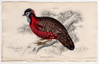 1834年 Jardine Naturalist's Library 鳥類 キジ目 Pl.24 キジ科 ジュケイ属 ヒオドシジュケイ Tragopan satyrus