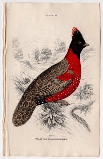 1834年 Jardine Naturalist's Library 鳥類 キジ目 Pl.27 キジ科 ジュケイ属 ハイイロジュケイ Tragopan melanocephalus