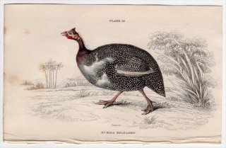 1834年 Jardine Naturalist's Library 鳥類 キジ目 Pl.29 ホロホロチョウ科 ホロホロチョウ属 ホロホロチョウ Numida meleagris