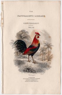 1834年 Jardine Naturalist's Library 鳥類 キジ目 タイトルページ キジ科 ヤケイ属 セキショクヤケイ Gallus bankiva
