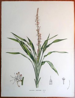 1862ǯ Van Houtte 衼åѤοʪ  ɥ饻° Dracaena aubryana