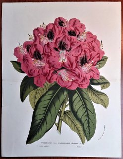 1861年 Van Houtte ヨーロッパの植物 ツツジ科 ツツジ属 Rhododendron stamfordianum シャクナゲ