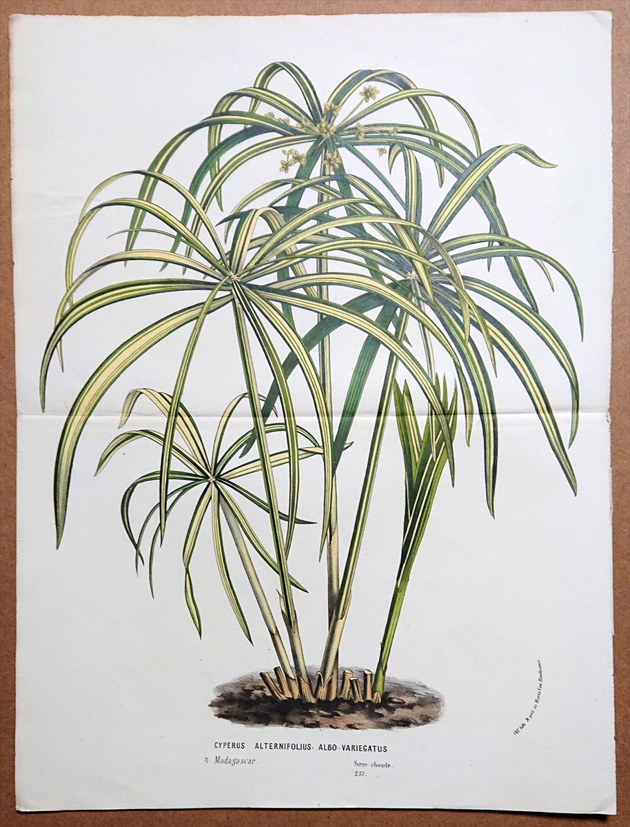 1861年 Van Houtte ヨーロッパの植物 カヤツリグサ科 カヤツリグサ属 シュロガヤツリ Cyperus alternifolius -  アンティークプリント 博物画 ボタニカルアートの通販サイト Spirito di Artigiano