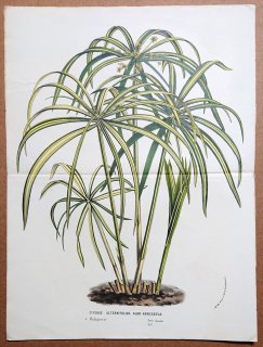 1861年 Van Houtte ヨーロッパの植物 カヤツリグサ科 カヤツリグサ属 シュロガヤツリ Cyperus alternifolius