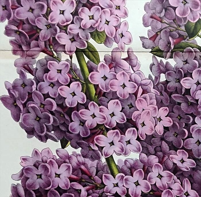 1861年 Van Houtte ヨーロッパの植物 モクセイ科 ハシドイ属 ライラック Syringa Vulgaris ムラサキハシドイ アンティークプリント ボタニカルアート 博物画の通販サイト Spirito Di Artigiano