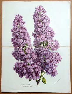 1861年 Van Houtte ヨーロッパの植物 モクセイ科 ハシドイ属 ライラック Syringa vulgaris ムラサキハシドイ