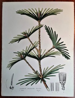1861年 Van Houtte ヨーロッパの植物 コウヤマキ科 コウヤマキ属 コウヤマキ Sciadopitys verticillata
