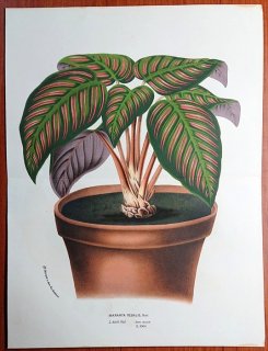 1855年 Van Houtte ヨーロッパの植物 クズウコン科 ゴエペルチア属 Maranta regalis Hort