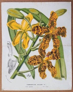 1858年 Van Houtte ヨーロッパの植物 ラン科 グラマトフィルム属 Grammatophyllum speciosum タイガーオーキッド