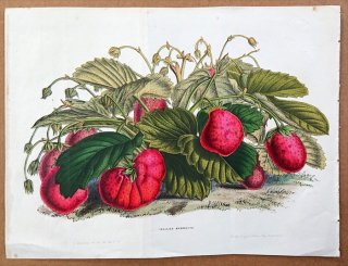 1849年 Van Houtte ヨーロッパの植物 バラ科 オランダイチゴ属 Fraisier mammouth
