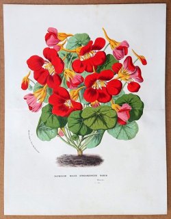 1857ǯ Van Houtte 衼åѤοʪ Υϥ Υϥ°  Tropaeolum majus atrosanguineum