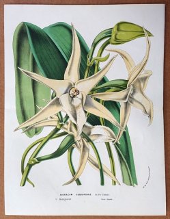 1861年 Van Houtte ヨーロッパの植物 ラン科 アングレクム属 Angraecum sesquipedale
