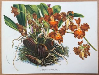 1875年 Van Houtte ヨーロッパの植物 ラン科 ゴメサ属 Oncidium crispum Lodd