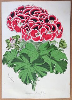 1875ǯ Van Houtte 衼åѤοʪ ե ƥ󥸥° Pelargonium Queen Victoria ڥ르˥