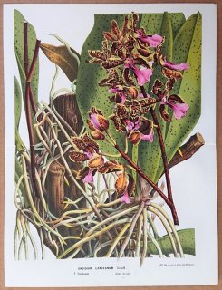 1869年 Van Houtte ヨーロッパの植物 ラン科 トリコケントルム属 Oncidium lanceanum