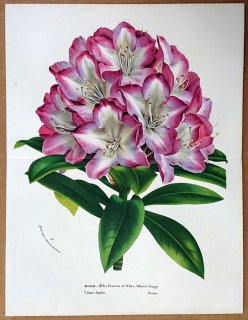 1869ǯ Van Houtte 衼åѤοʪ ĥĥ ĥĥ° Rhododendron hybr. var. Princess of Wales 㥯ʥ
