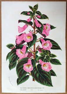 1869ǯ Van Houtte 衼åѤοʪ 勵Х ʥ° Plectopoma naegelioides suave roseum