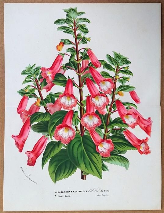 ミツワ肝油ドロップ　木箱　明治時代　アンティーク　インダストリアル　古木 ミツワ肝油ドロップ 木箱 明治時代 アンティーク