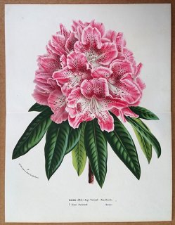1869ǯ Van Houtte 衼åѤοʪ ĥĥ ĥĥ° Rhododendron hybr. var.Ange Vervaet 㥯ʥ