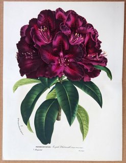 1873ǯ Van Houtte 衼åѤοʪ ĥĥ ĥĥ° Rhododendron Joseph Whitworth 㥯ʥ