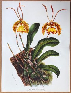 1873年 Van Houtte ヨーロッパの植物 ラン科 プシコプシス属 Oncidium kramerianum