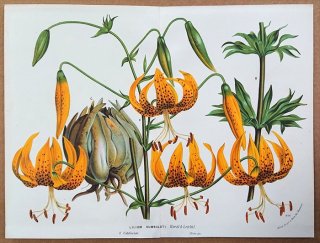 1873ǯ Van Houtte 衼åѤοʪ  ° Lilium humboldti Roezl & Leichtlin