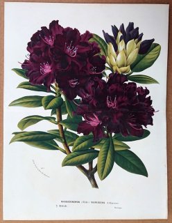 1873ǯ Van Houtte 衼åѤοʪ ĥĥ ĥĥ° Rhododendron hybr nigrescens 㥯ʥ
