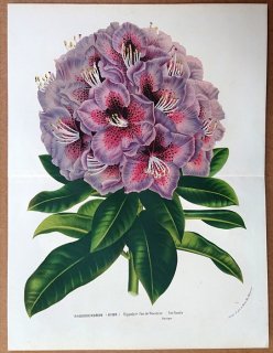 1877ǯ Van Houtte 衼åѤοʪ ĥĥ ĥĥ° Rhododendron hybr var.Hippolyte Van de Woestyne 㥯ʥ