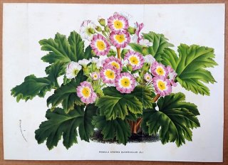 1877ǯ Van Houtte 衼åѤοʪ 饽 饽° 󥳥 Primula sinensis quadricolor