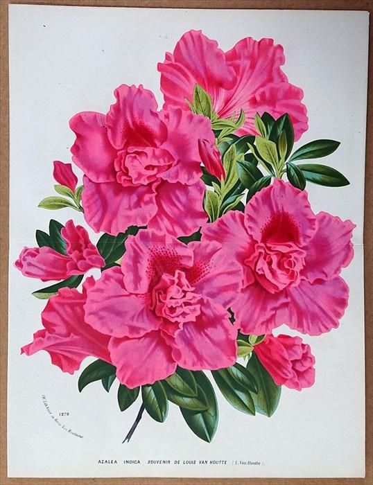 ほおずきの小さい油絵原画 絵画 mimoza 通販 10775702｜Creema