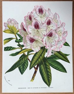 1877ǯ Van Houtte 衼åѤοʪ ĥĥ ĥĥ° Rhododendron Comte Ch. de Kerchove de Denterghem 㥯ʥ